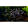 Neon innesa